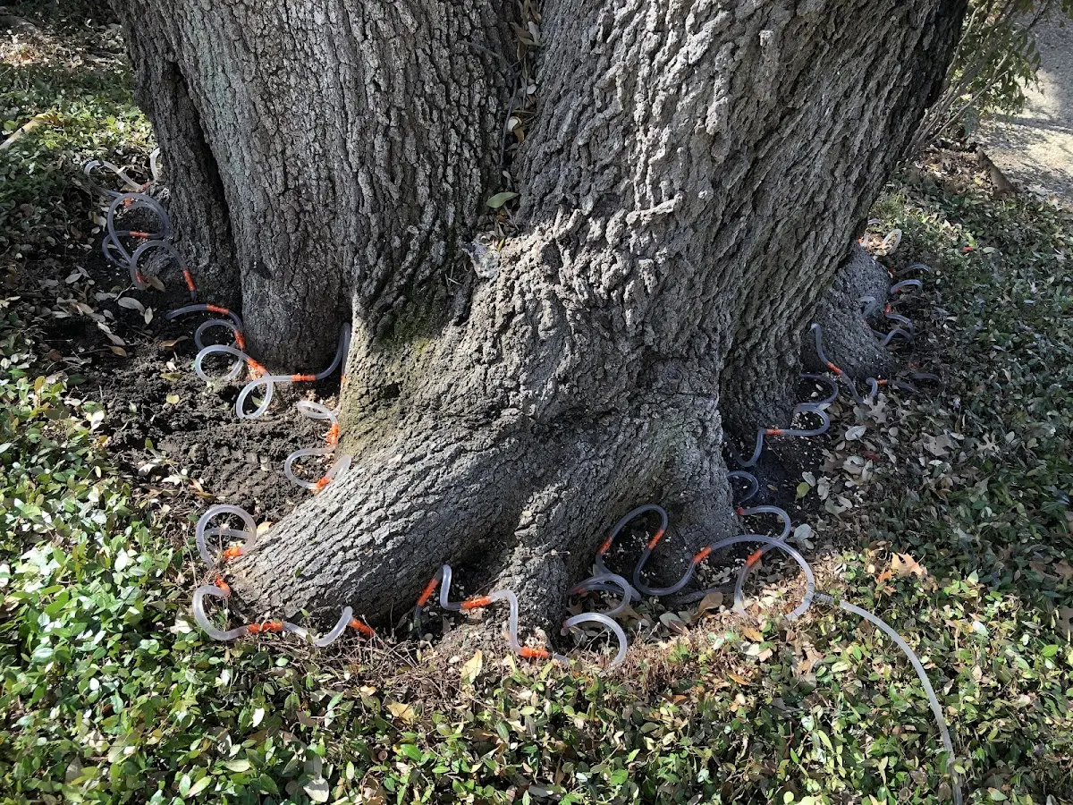 Detailed Tree Cabling and Bracing job site in Statesville