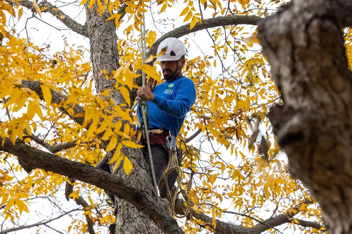 Skilled Tree Planing crew working in Statesville